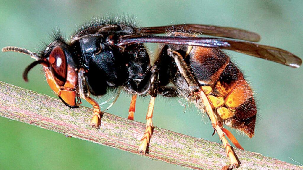 CAMPAGNE DE FRELONS ASIATIQUES