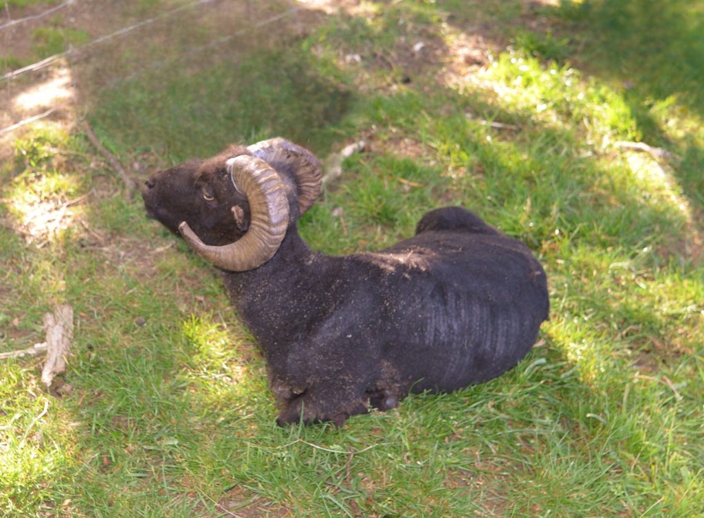 LA TONTE DES MOUTONS A L'ECOPATURAGE